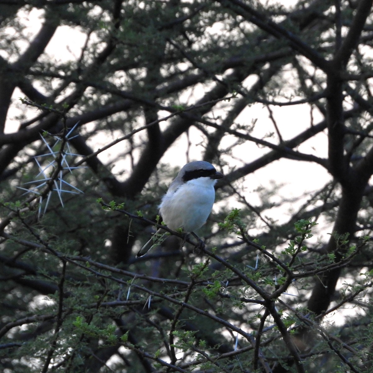 Great Gray Shrike - ML642215562