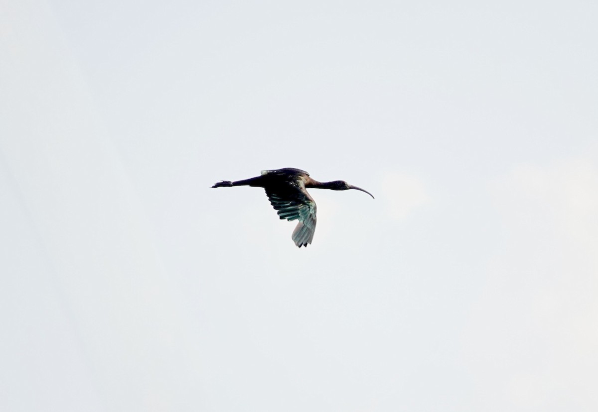 Glossy Ibis - ML642215563