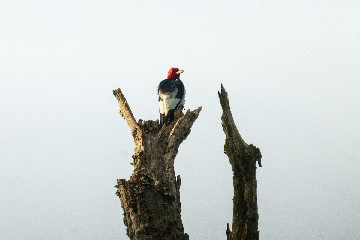 Red-headed Woodpecker - ML642215565