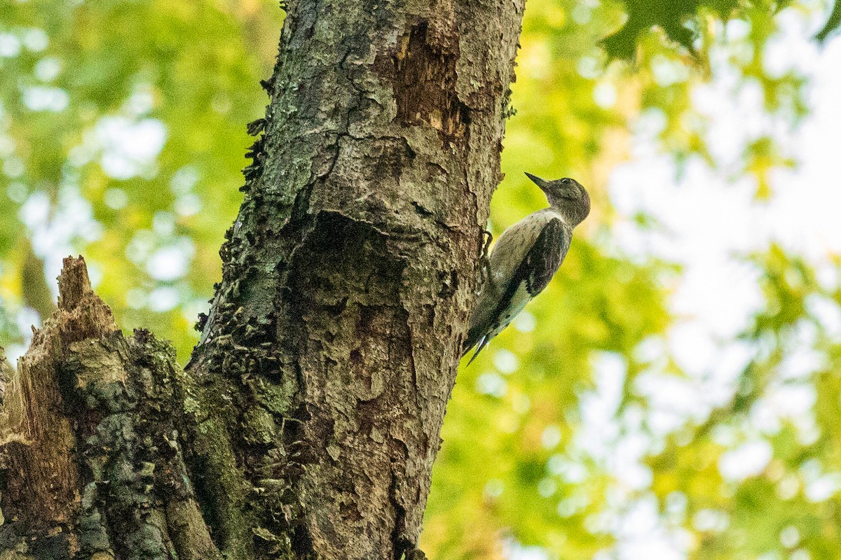 Red-headed Woodpecker - ML642215567