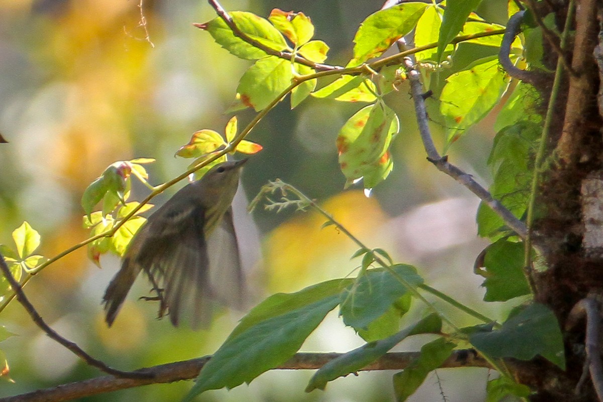 Cape May Warbler - ML642215569