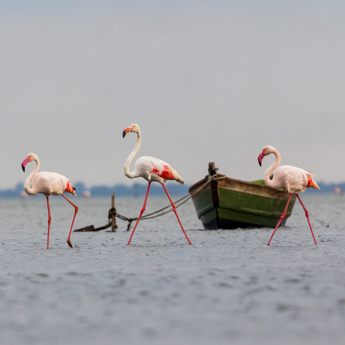 Greater Flamingo - ML642215572