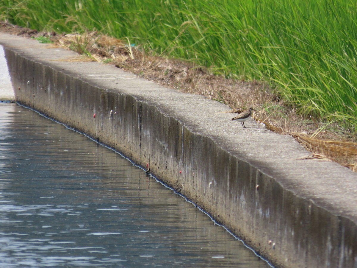 Common Sandpiper - ML642215573
