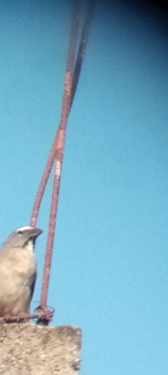 Olive-gray Saltator - ML642215588