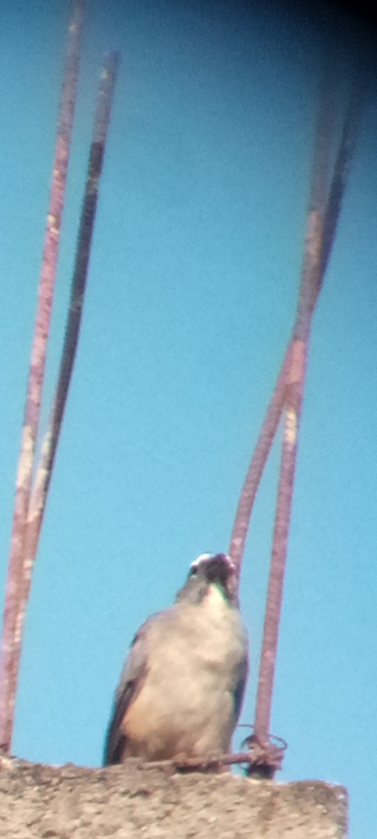 Olive-gray Saltator - ML642215589