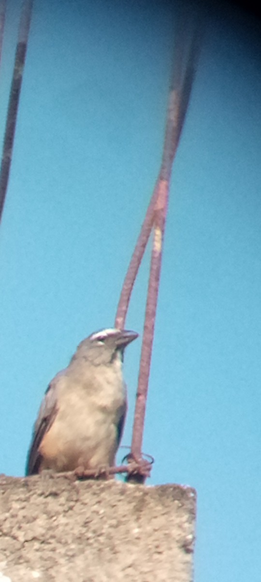 Olive-gray Saltator - ML642215590