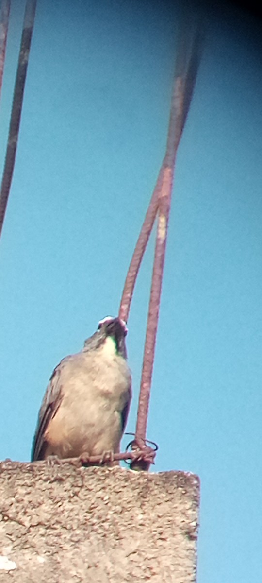 Olive-gray Saltator - ML642215592