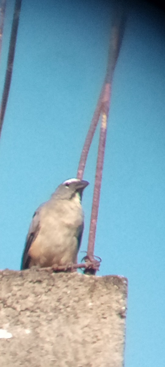 Olive-gray Saltator - ML642215593