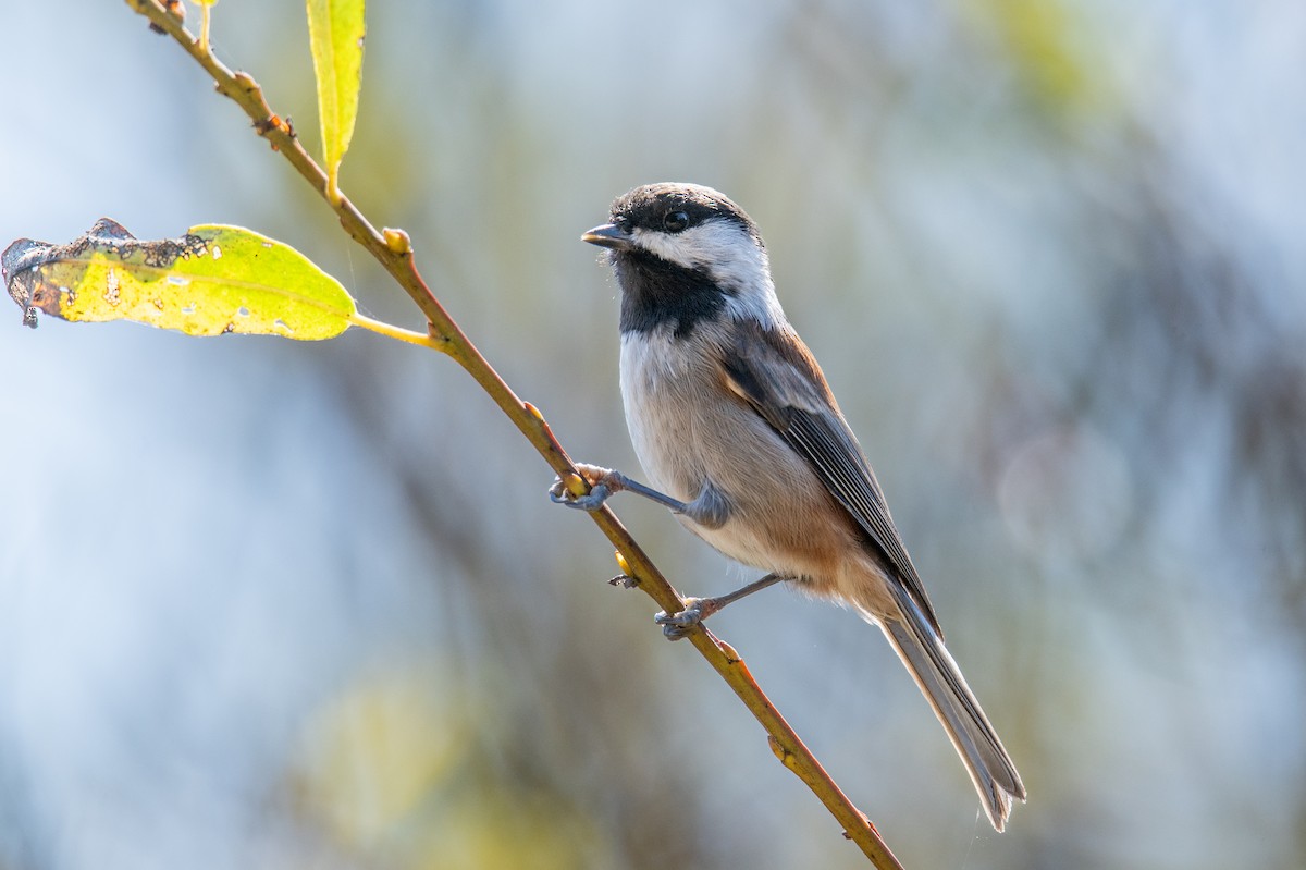Chestnut-backed Chickadee - ML642215594