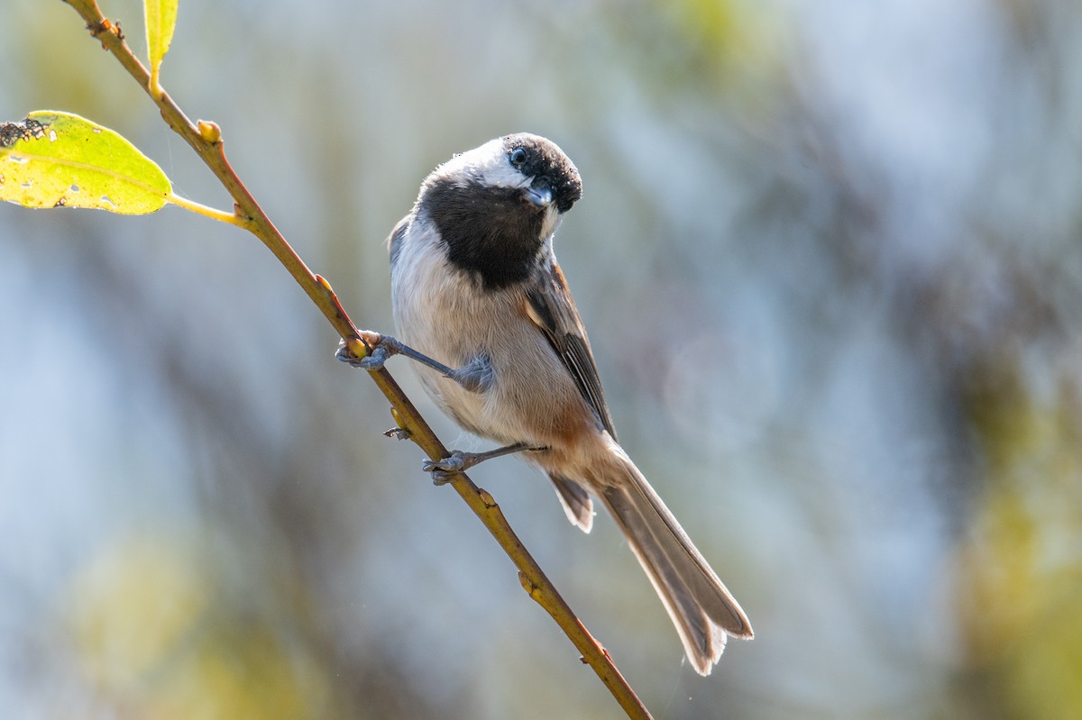 Chestnut-backed Chickadee - ML642215595