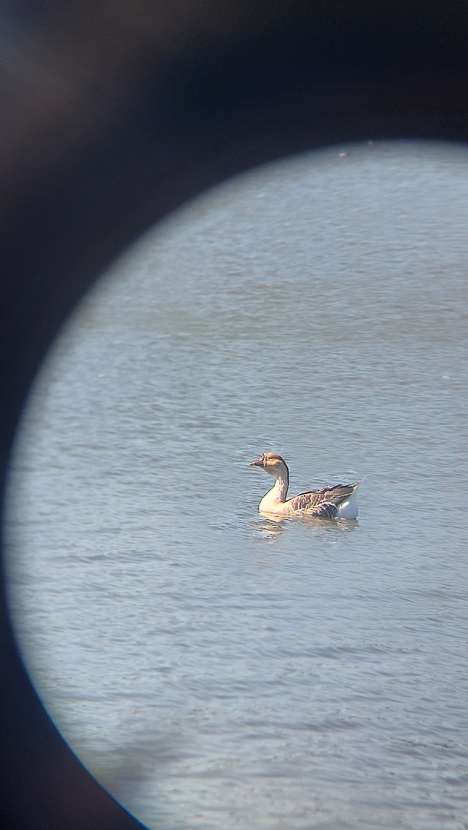 Swan Goose (Domestic type) - ML642215601