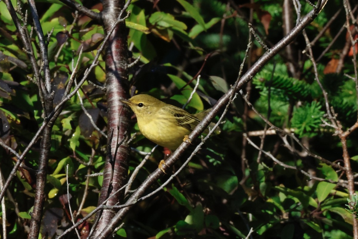 Paruline rayée - ML642215608