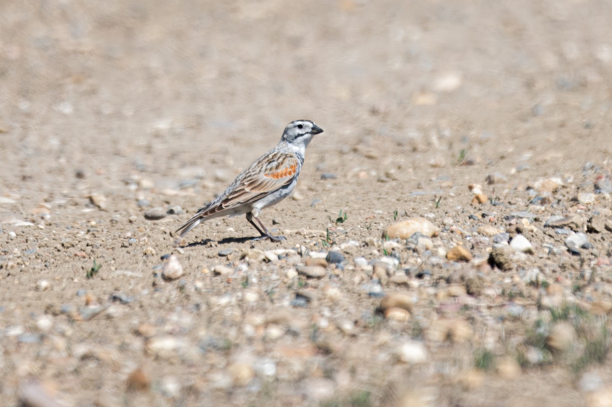 Thick-billed Longspur - ML642215670