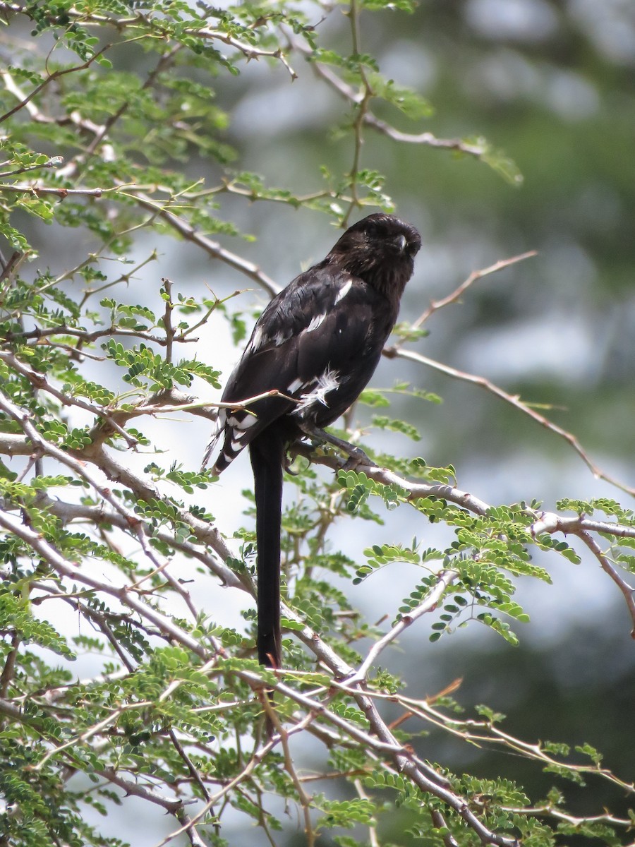 Magpie Shrike - ML642215686