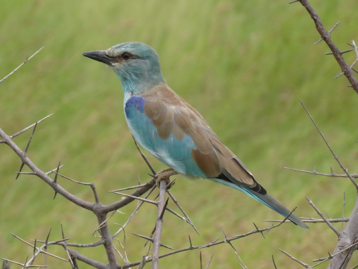 European Roller - ML642215692