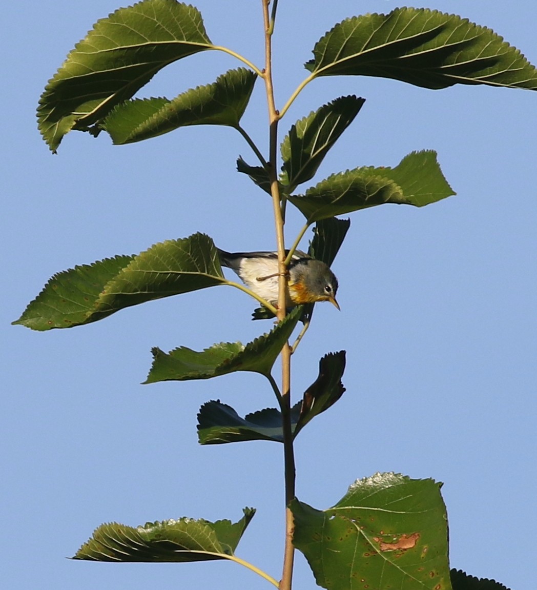 Kuzeyli Parula - ML642215726