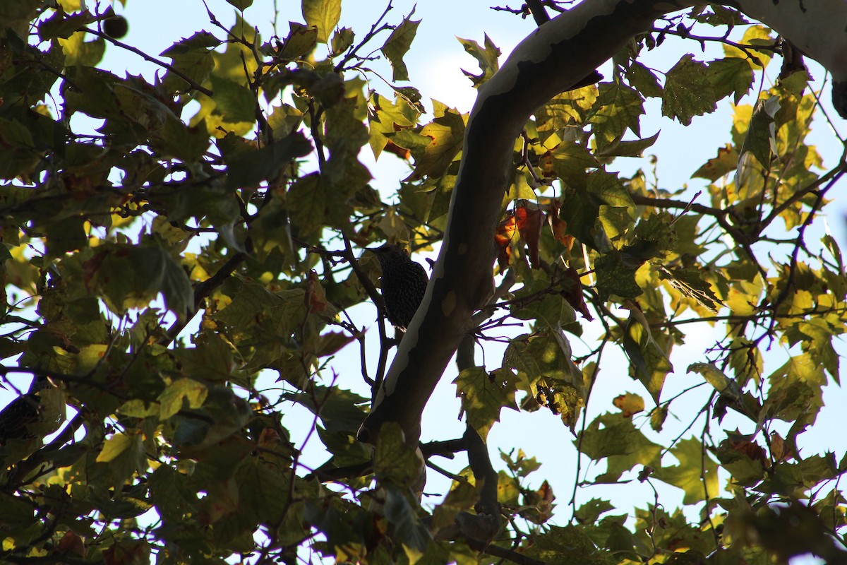 European Starling - ML642215741