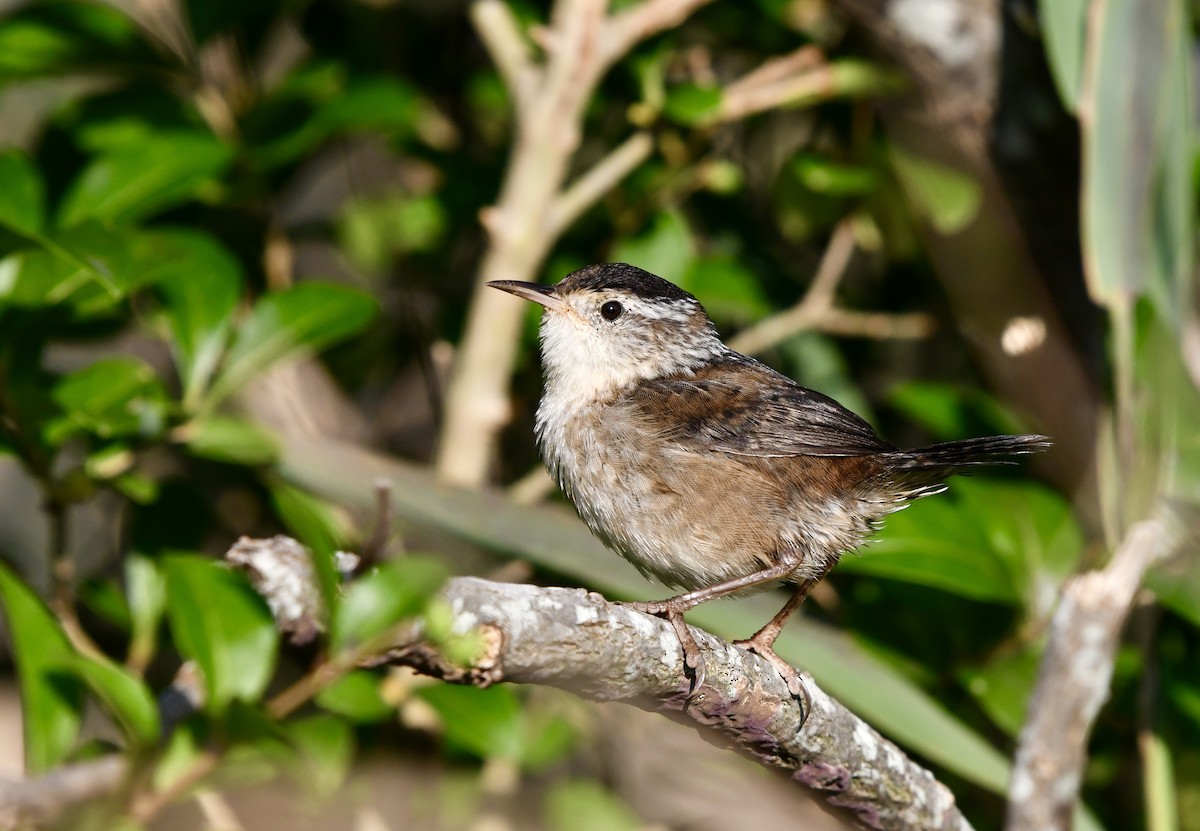 Marsh Wren (palustris Group) - ML642215744