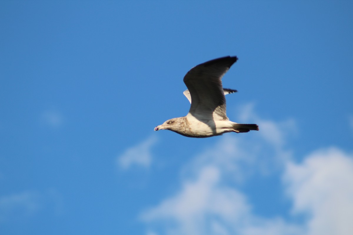 American Herring Gull - ML642215745