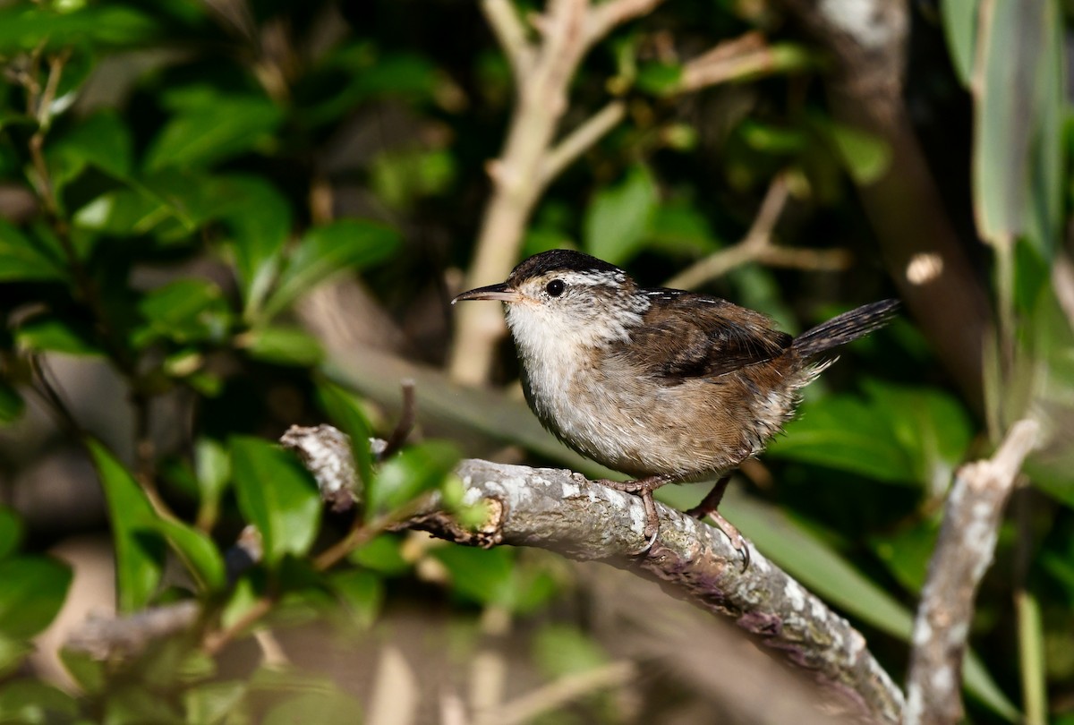 Marsh Wren (palustris Group) - ML642215747