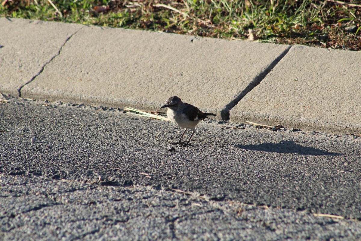 Northern Mockingbird - ML642215760