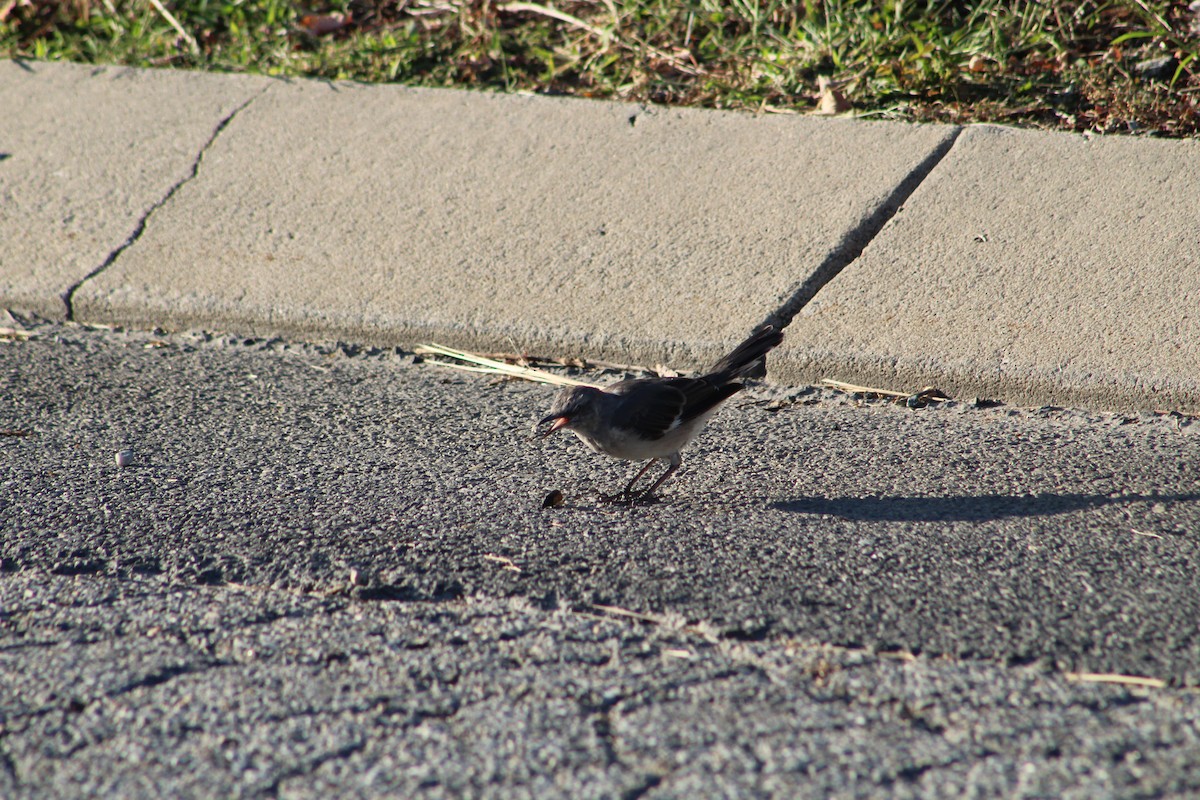 Northern Mockingbird - ML642215762