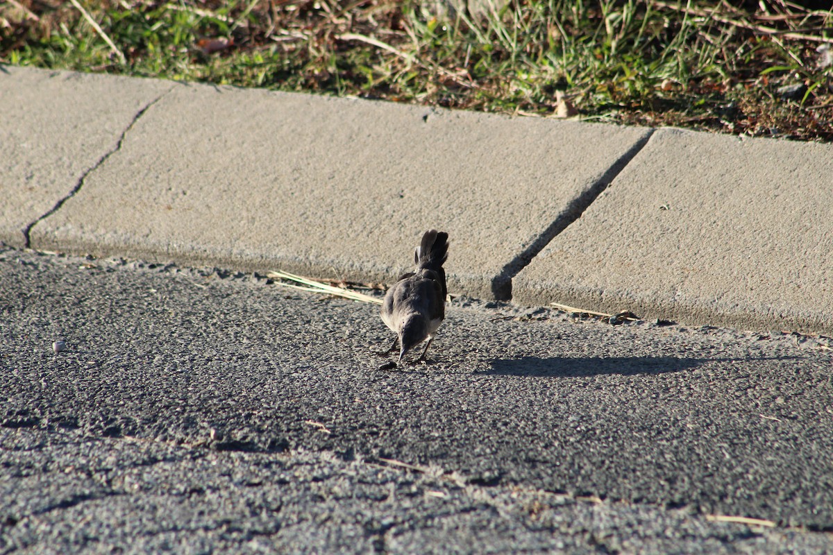 Northern Mockingbird - ML642215763
