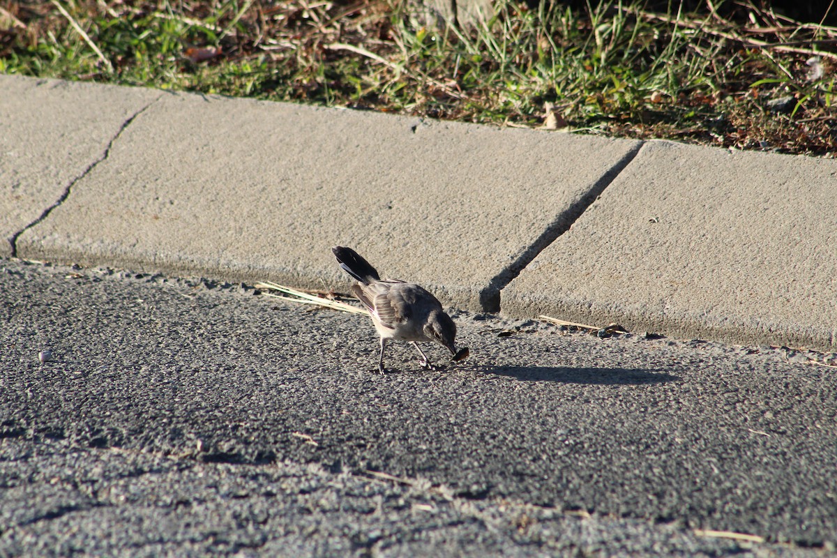 Northern Mockingbird - ML642215764