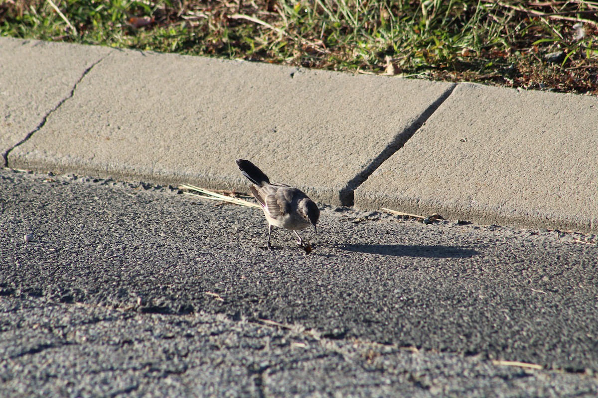 Northern Mockingbird - ML642215765