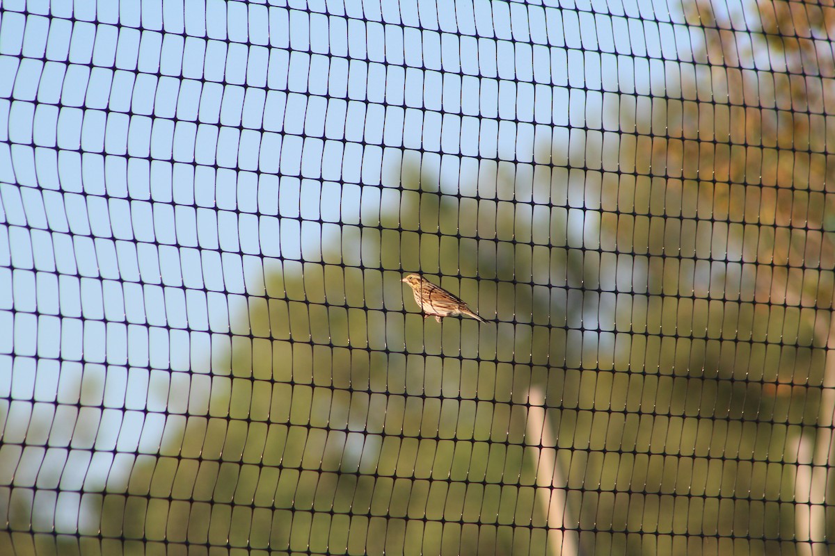 Savannah Sparrow - ML642215774