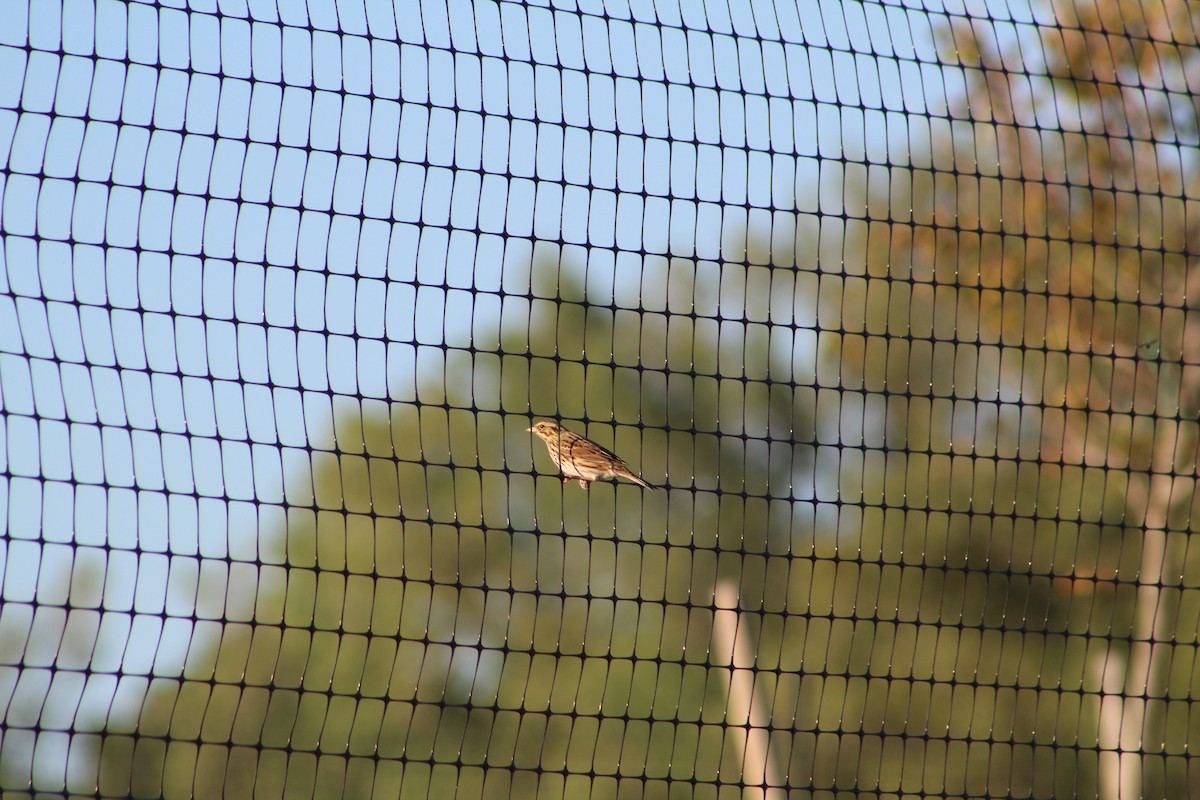 Savannah Sparrow - ML642215775