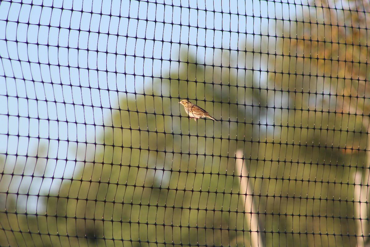 Savannah Sparrow - ML642215777