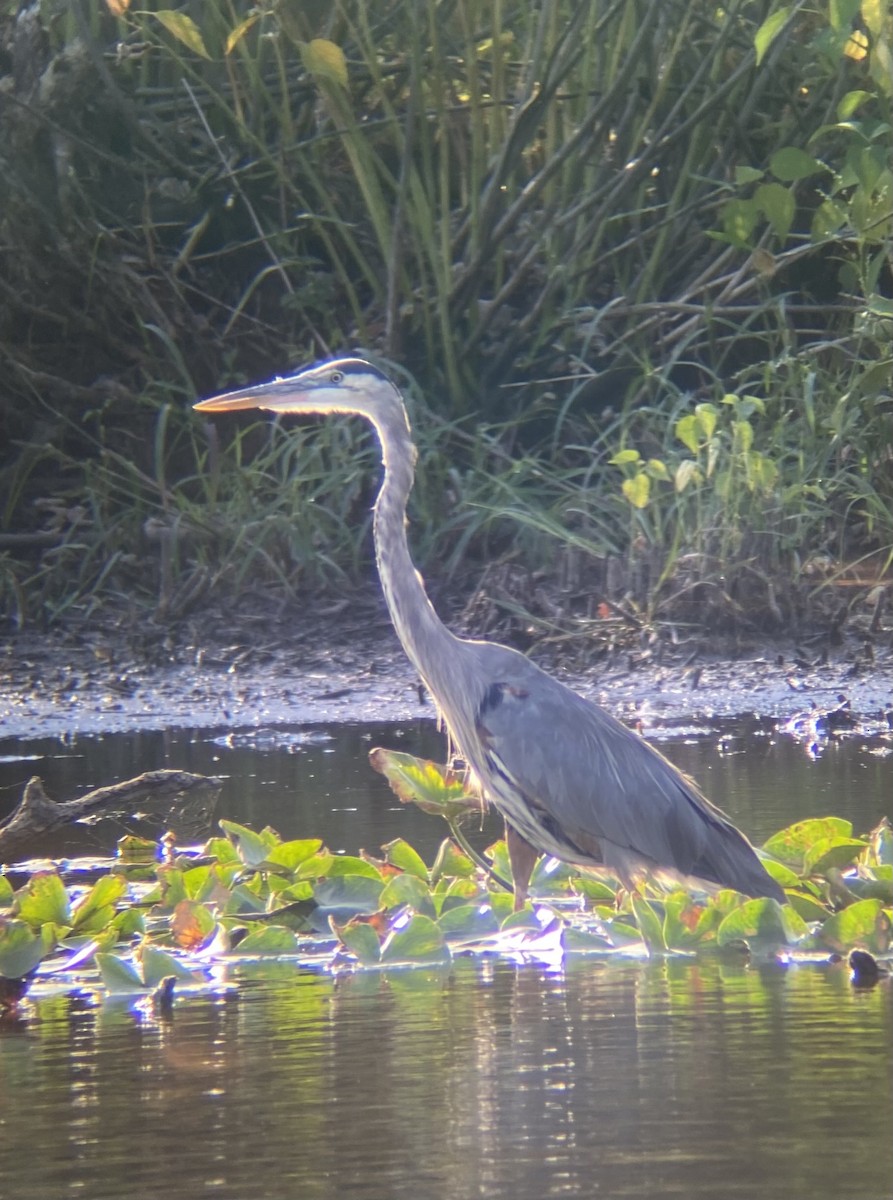 Great Blue Heron - ML642215801