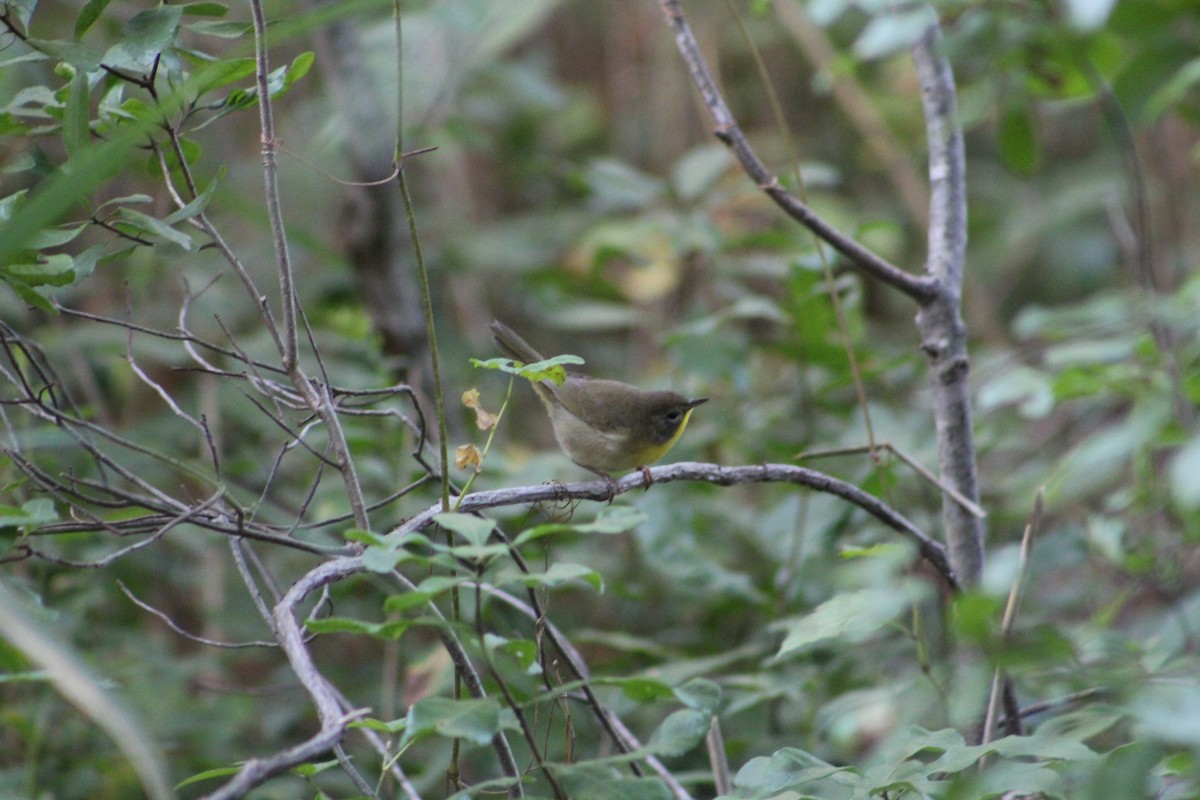 Common Yellowthroat - ML642215818