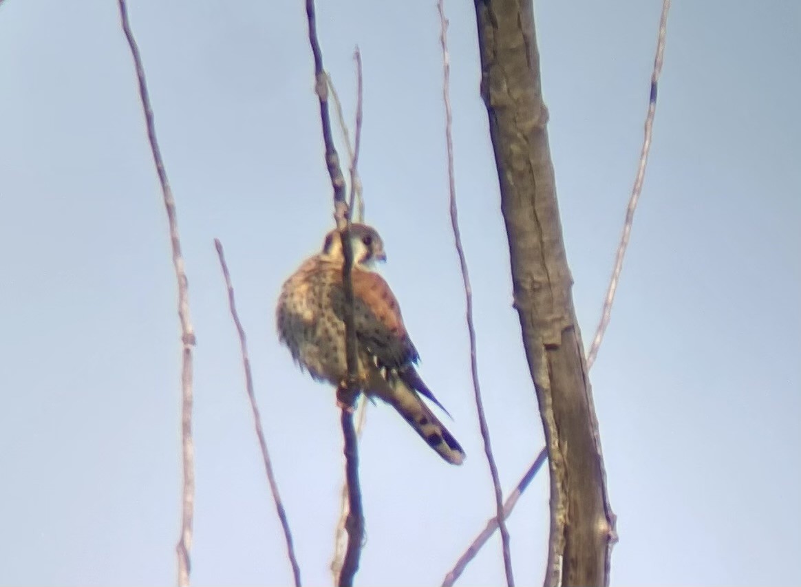 American Kestrel - ML642215829