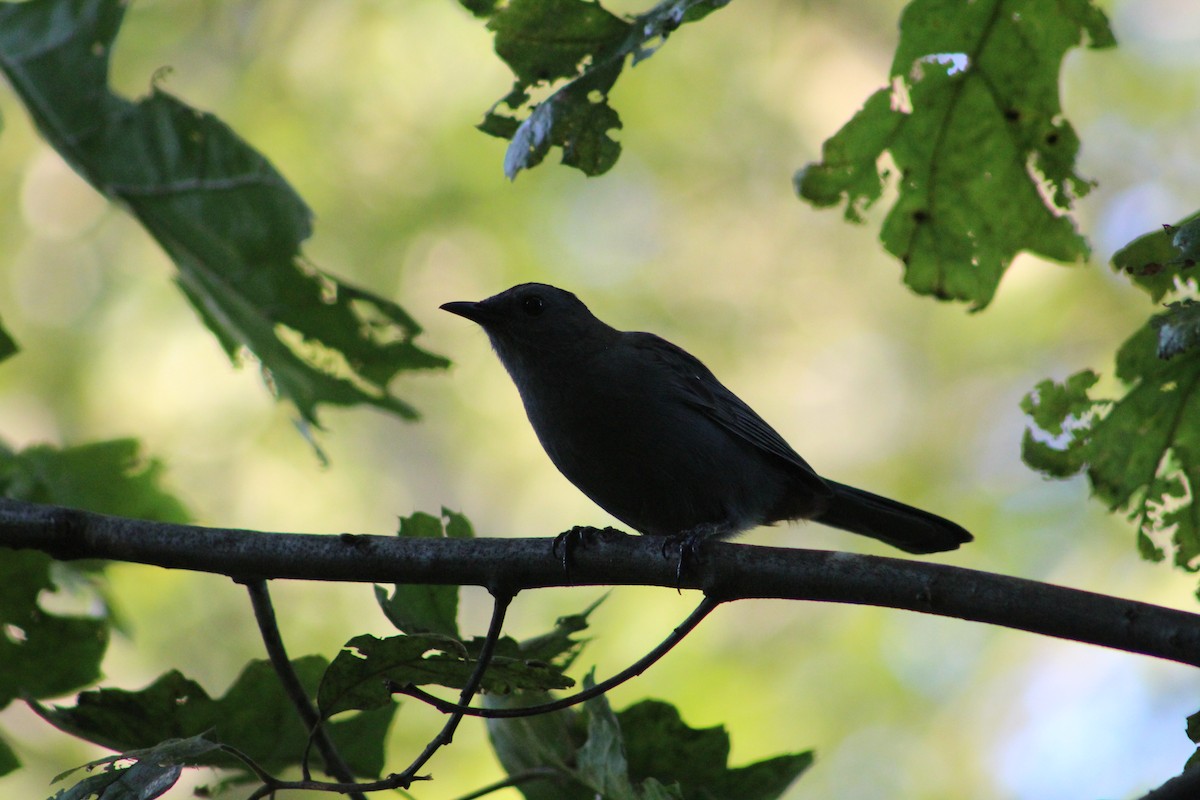 Gray Catbird - ML642215830