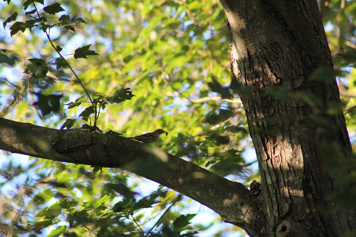 Black-and-white Warbler - ML642215833