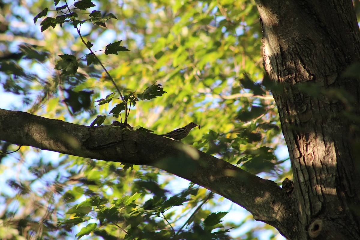 Black-and-white Warbler - ML642215834