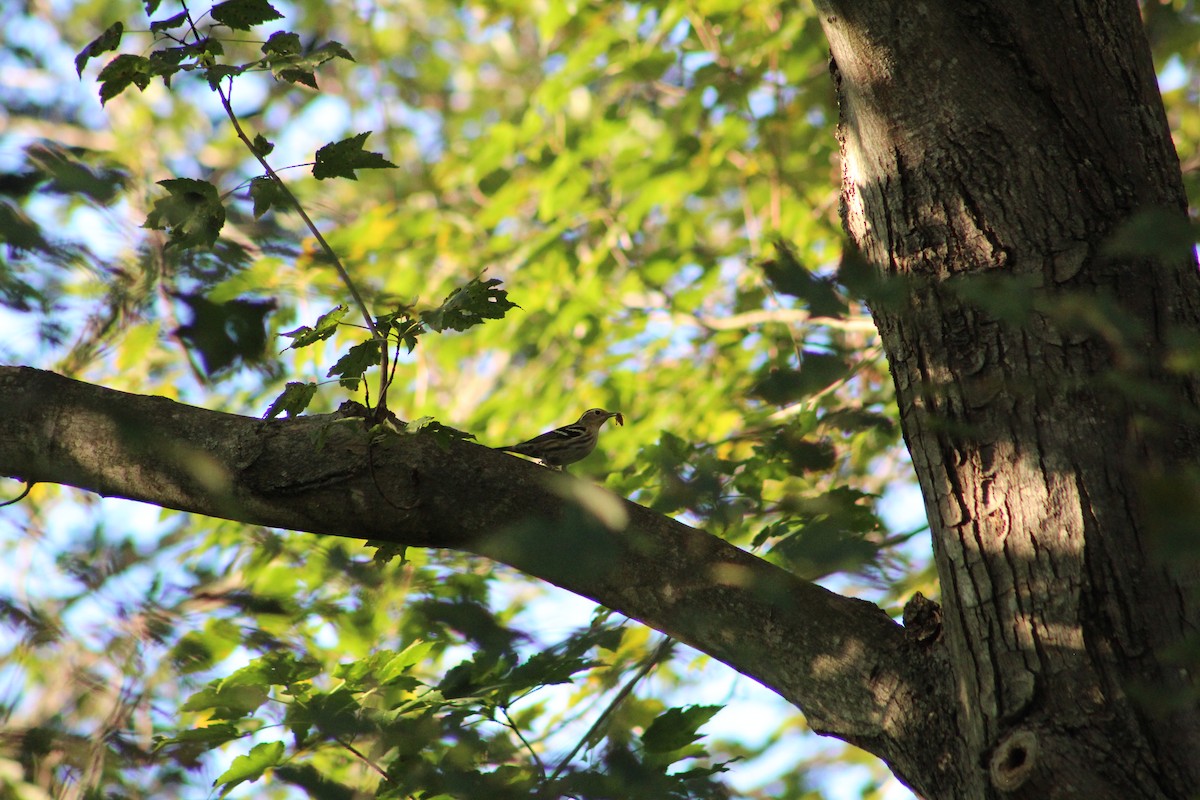Black-and-white Warbler - ML642215835