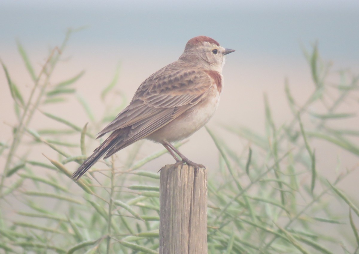アフリカヒメコウテンシ - ML642215854