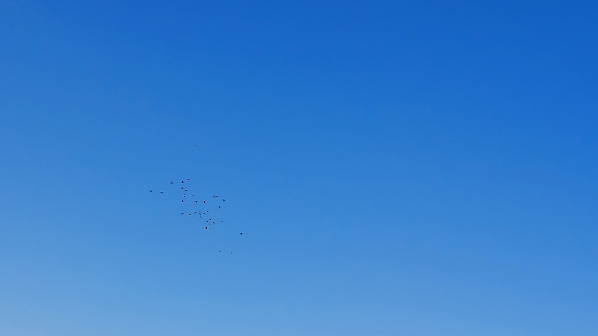 カワウ - ML642215855