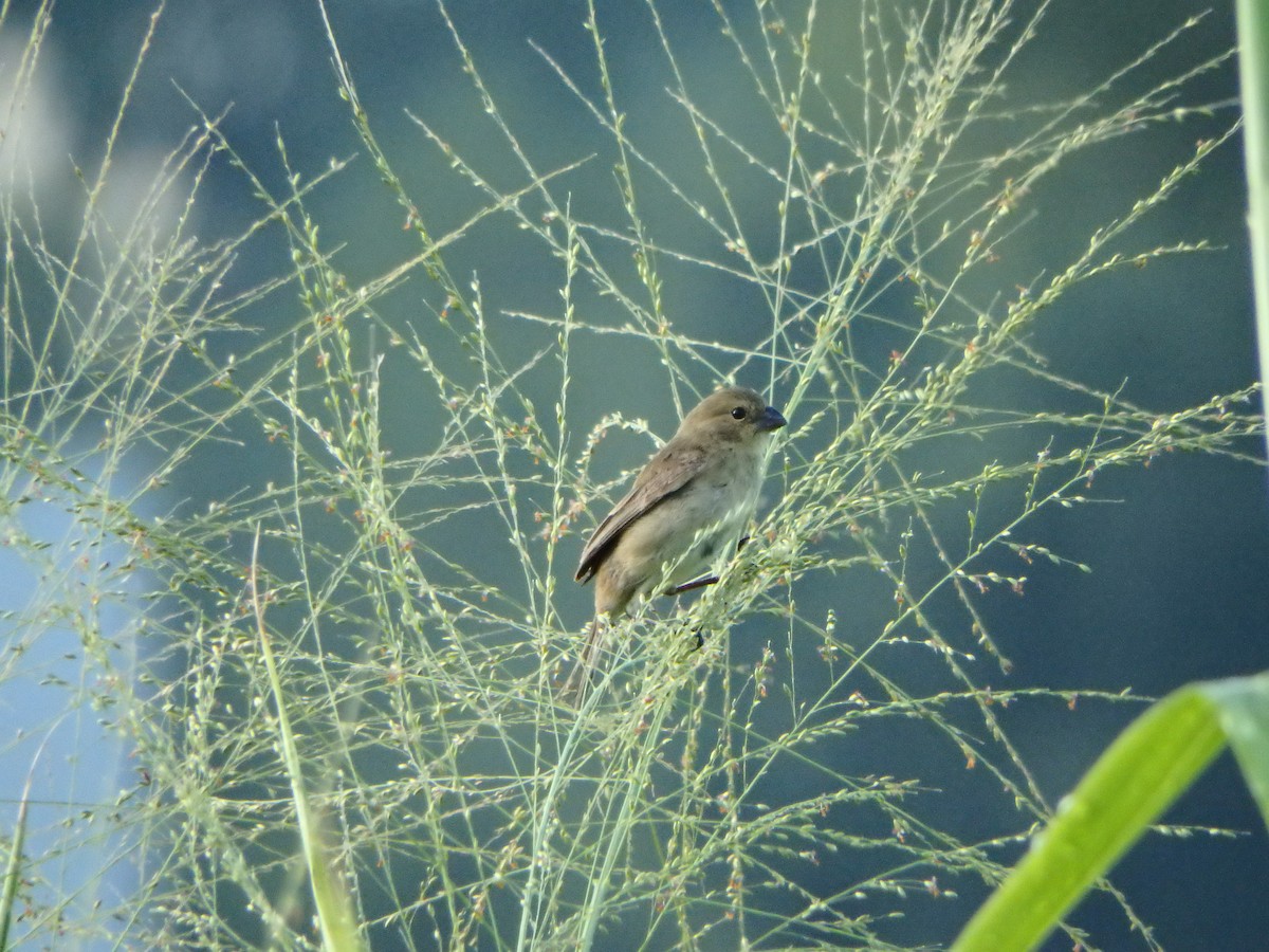 アカハラヒメウソ - ML642215864