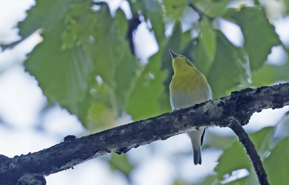 zelenáček žlutoprsý - ML642215878