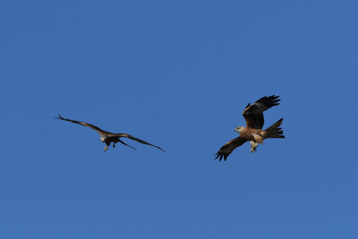 Red Kite - ML642215879