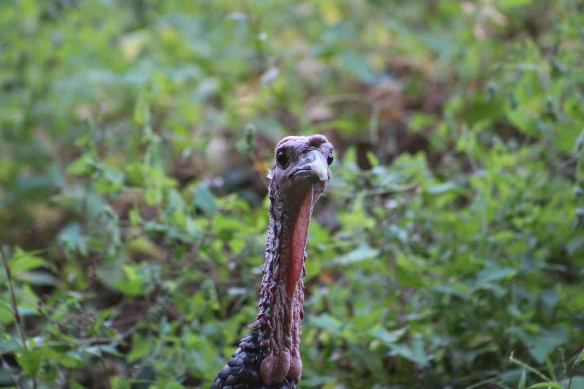 Wild Turkey - ML642215884