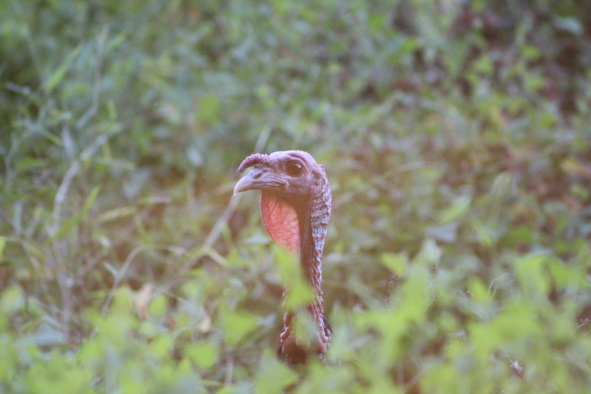 Wild Turkey - ML642215885