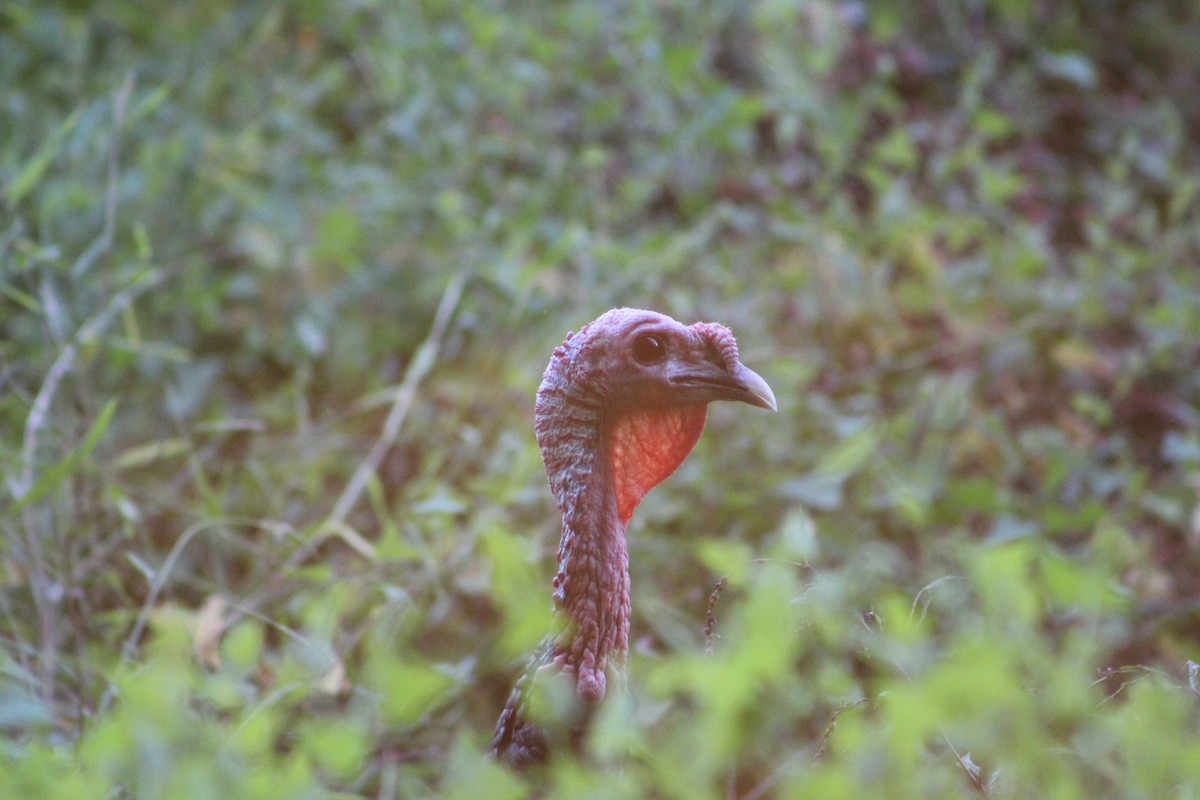 Wild Turkey - ML642215886