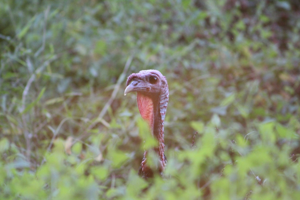 Wild Turkey - ML642215887