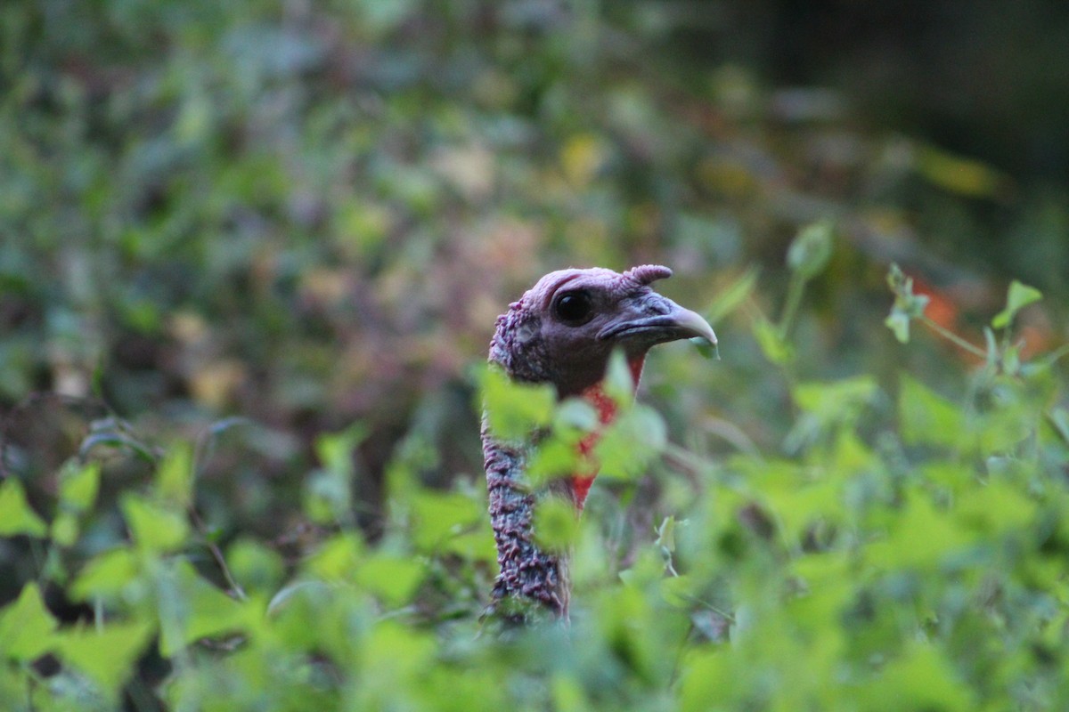 Wild Turkey - ML642215888