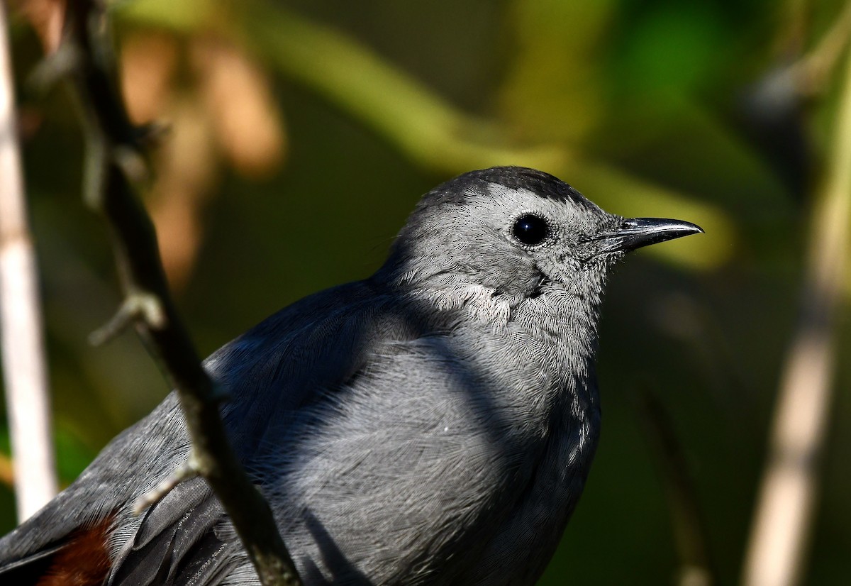 Gray Catbird - ML642215889